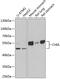 Chitinase Acidic antibody, 22-311, ProSci, Western Blot image 