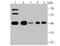 Autophagy Related 3 antibody, NBP2-75414, Novus Biologicals, Western Blot image 