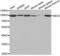 NIMA Related Kinase 2 antibody, LS-C334005, Lifespan Biosciences, Western Blot image 
