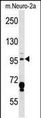 Mitogen-Activated Protein Kinase Kinase Kinase Kinase 3 antibody, PA5-48695, Invitrogen Antibodies, Western Blot image 