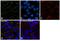 Cadherin 1 antibody, MA1-10194, Invitrogen Antibodies, Immunofluorescence image 