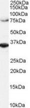 Origin Recognition Complex Subunit 3 antibody, NB100-796, Novus Biologicals, Western Blot image 