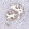 Actin Related Protein 3C antibody, HPA055957, Atlas Antibodies, Immunohistochemistry frozen image 
