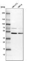 Ras Association Domain Family Member 9 antibody, PA5-58785, Invitrogen Antibodies, Western Blot image 