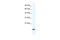 Cysteine And Glycine Rich Protein 3 antibody, 28-022, ProSci, Western Blot image 