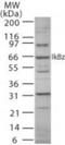 NFKB Inhibitor Zeta antibody, NB100-56390, Novus Biologicals, Western Blot image 