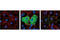 Glu-Glu tag antibody, 2448S, Cell Signaling Technology, Immunofluorescence image 