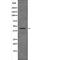 Gap Junction Protein Alpha 1 antibody, abx215619, Abbexa, Western Blot image 