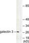 Galectin 3 antibody, LS-B5661, Lifespan Biosciences, Western Blot image 