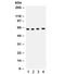 Cell Division Cycle 6 antibody, R32314, NSJ Bioreagents, Western Blot image 