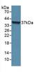 Loricrin antibody, MBS2027106, MyBioSource, Western Blot image 