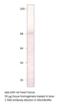 Phosphodiesterase 8A antibody, MBS540086, MyBioSource, Western Blot image 