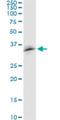 Ring Finger Protein 126 antibody, H00055658-M04, Novus Biologicals, Western Blot image 