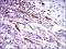 CD59 Molecule (CD59 Blood Group) antibody, NBP2-37436, Novus Biologicals, Immunohistochemistry frozen image 
