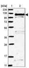 RAS P21 Protein Activator 2 antibody, NBP2-32019, Novus Biologicals, Western Blot image 