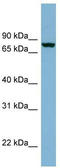 Neurochondrin antibody, TA334504, Origene, Western Blot image 