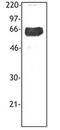 Triggering Receptor Expressed On Myeloid Cells 1 antibody, LS-C41133, Lifespan Biosciences, Western Blot image 