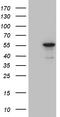 Nitric Oxide Synthase Trafficking antibody, TA811010, Origene, Western Blot image 