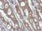 ISG15 Ubiquitin Like Modifier antibody, NBP2-16995, Novus Biologicals, Immunohistochemistry frozen image 