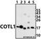 Coactosin Like F-Actin Binding Protein 1 antibody, A06956, Boster Biological Technology, Western Blot image 