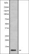 G Protein Subunit Gamma 11 antibody, orb335041, Biorbyt, Western Blot image 