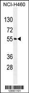 MIER Family Member 2 antibody, 55-685, ProSci, Western Blot image 