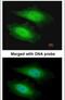 Protein Serine Kinase H1 antibody, PA5-21843, Invitrogen Antibodies, Immunofluorescence image 