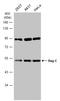 Ras Related GTP Binding C antibody, GTX133562, GeneTex, Western Blot image 