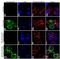 Protein Kinase C Beta antibody, 711607, Invitrogen Antibodies, Immunofluorescence image 