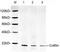 CFL1 antibody, LS-C203097, Lifespan Biosciences, Western Blot image 