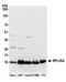 Ribosomal Protein L35a antibody, A305-106A, Bethyl Labs, Western Blot image 