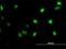 GA Binding Protein Transcription Factor Subunit Alpha antibody, H00002551-M03, Novus Biologicals, Immunofluorescence image 