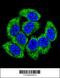 Glutamate-Cysteine Ligase Modifier Subunit antibody, 63-781, ProSci, Immunofluorescence image 