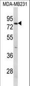 RAN Binding Protein 9 antibody, LS-C162435, Lifespan Biosciences, Western Blot image 