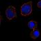 CD226 Molecule antibody, HPA050348, Atlas Antibodies, Immunocytochemistry image 