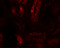 Sterile Alpha And TIR Motif Containing 1 antibody, 6917, ProSci, Immunofluorescence image 