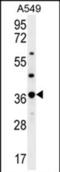 Olfactory Receptor Family 4 Subfamily M Member 1 antibody, PA5-71656, Invitrogen Antibodies, Western Blot image 