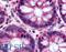 GPR120 antibody, LS-A2003, Lifespan Biosciences, Immunohistochemistry frozen image 