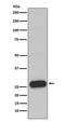 Chymase 1 antibody, M03446-1, Boster Biological Technology, Western Blot image 