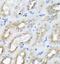 Autophagy And Beclin 1 Regulator 1 antibody, FNab00356, FineTest, Immunohistochemistry frozen image 