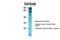 DEAH-Box Helicase 40 antibody, PA5-46142, Invitrogen Antibodies, Western Blot image 