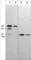 Sphingosine Kinase 1 antibody, SM5401, ECM Biosciences, Western Blot image 