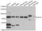 Ubiquitin Specific Peptidase 10 antibody, abx007001, Abbexa, Western Blot image 