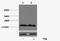 Histone Cluster 4 H4 antibody, A68367-100, Epigentek, Western Blot image 