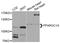 PPARG Coactivator 1 Alpha antibody, abx126398, Abbexa, Western Blot image 