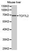 Transcription Factor 7 Like 2 antibody, MBS127311, MyBioSource, Western Blot image 