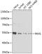 Mixed lineage kinase domain-like protein antibody, 19-745, ProSci, Western Blot image 