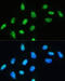 DExH-Box Helicase 9 antibody, 18-169, ProSci, Immunofluorescence image 