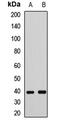 FUT2 antibody, LS-C667805, Lifespan Biosciences, Western Blot image 