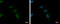 Zinc finger protein ZFAT antibody, GTX122715, GeneTex, Immunofluorescence image 